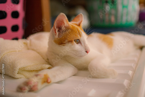Orange cat sleeping and looking