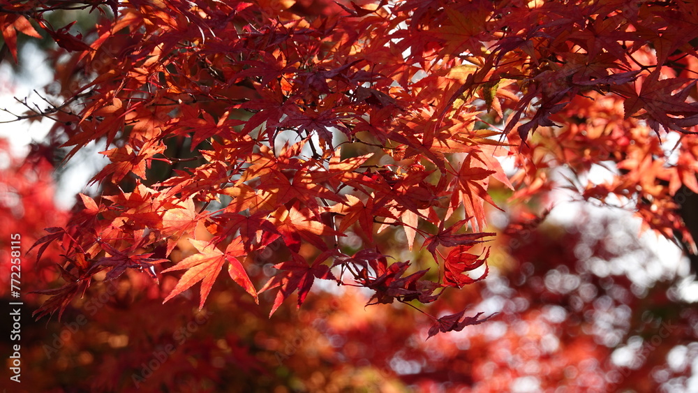 Obraz premium 京都の紅葉