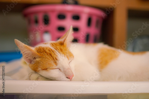 Orange cat sleeping