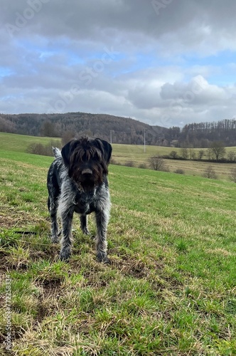 German wired-haired pointer in the field