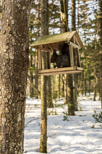 Squirrel in a bird feeder in a pine forest  © Алексей Линник