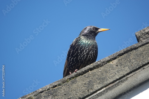 Starling