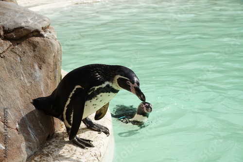 Swimming penguins 