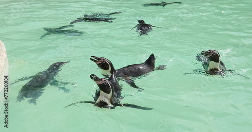 Swimming penguins 