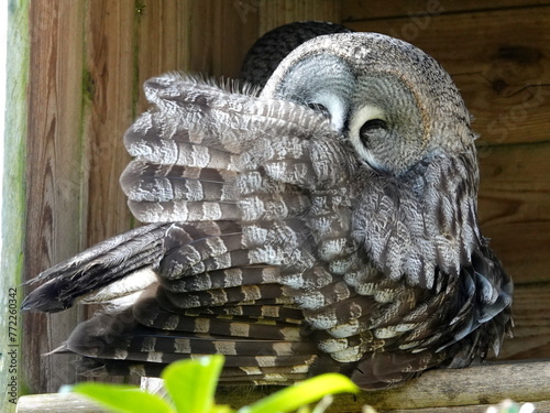Great grey owl preening