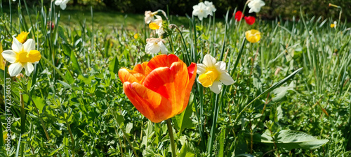 Selective focus shot of Tulipa agenensis plant photo