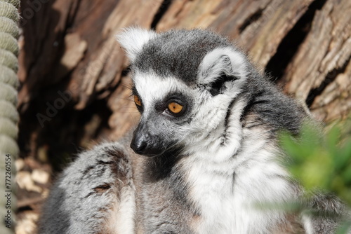 Ring tailed lemur