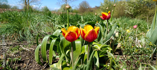 Selective focus shot of Tulipa agenensis plant photo