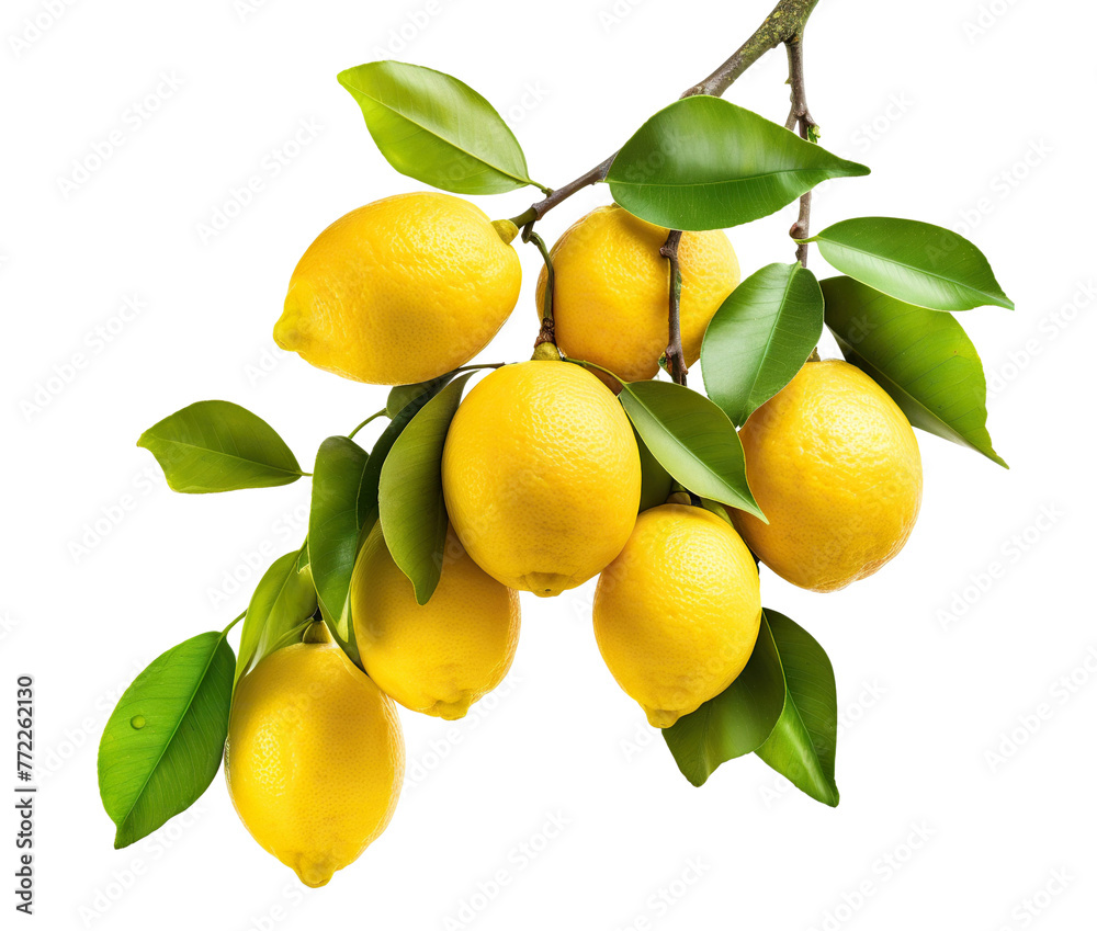 Fresh delicious lemons on branch, cut out