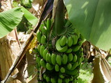 Green bananas on a steam, musa banana plant 