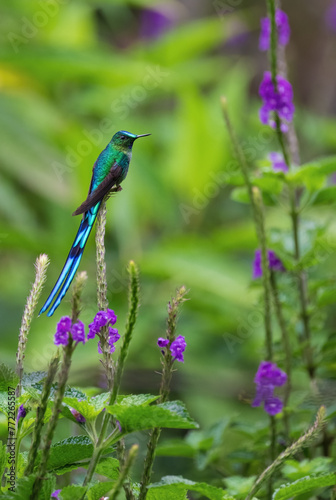 Long Tailed Sylph Hummingbird Perched Amongst Purple Flowers 