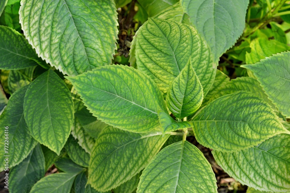 Yellowed hydrangea leaves due to chlorosis, insufficient soil acidity and lack of Fe