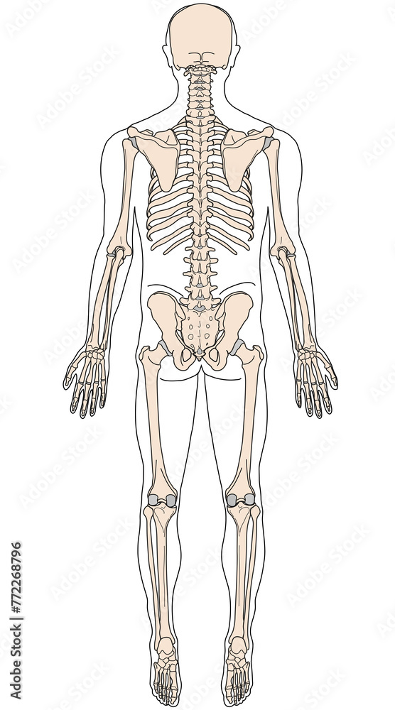 human body anatomy