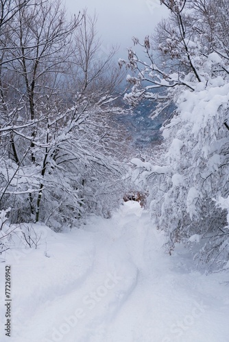 Forest scene featuring a path surrounded by snow-covered trees. © Wirestock