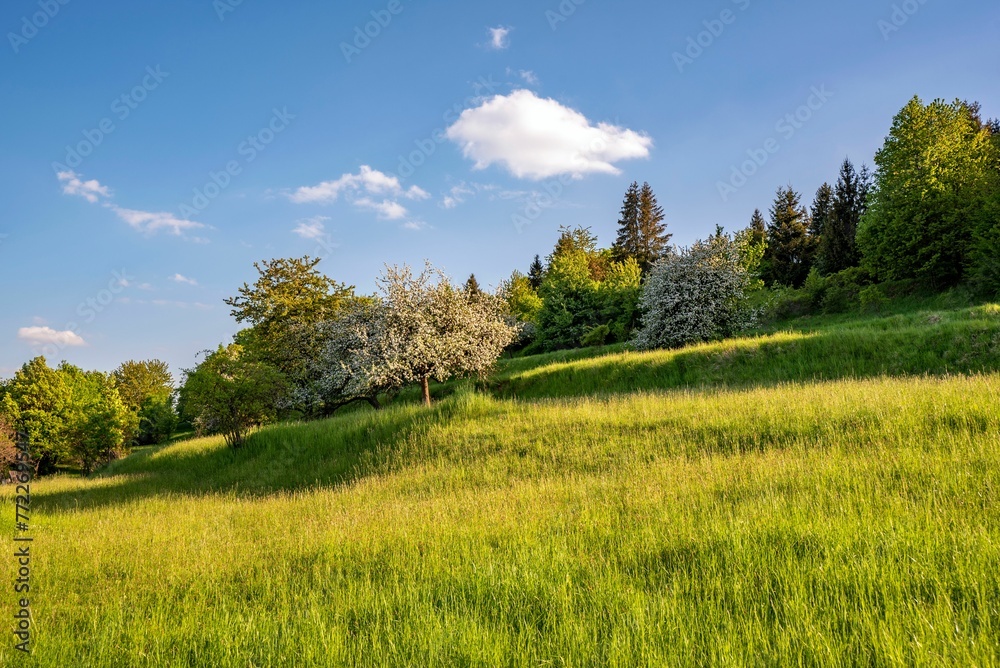 Lush green grassy field with trees. Horne Prsany, Slovakia.