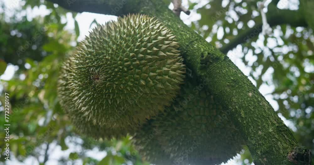 Fresh large green durians hang from trees close-up ripe for eating. Durian unique taste exotic fruits Rich in vitamins durian offers health benefits embodying organic nutrition from tropics. Fresh large green durians hang from trees close-up ripe for eating. Durian unique taste exotic fruits Rich in vitamins durian offers health benefits embodying organic nutrition from tropics.
