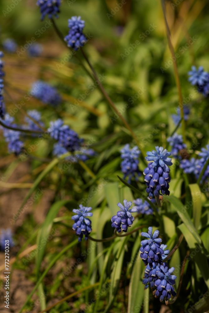 Closeup of a vibrant Garden grape-hyacinth in a lush green with a blurry background Closeup of a vibrant Garden grape-hyacinth in a lush green with a blurry background