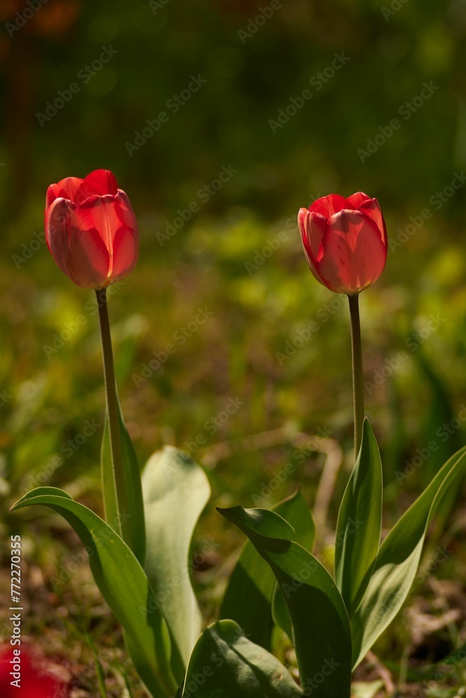 Obraz premium Closeup of beautiful tulips in a lush green with a blurry background