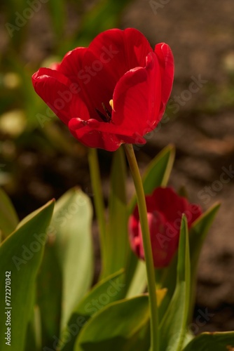 Closeup of beautiful tulips in a lush green with a blurry background