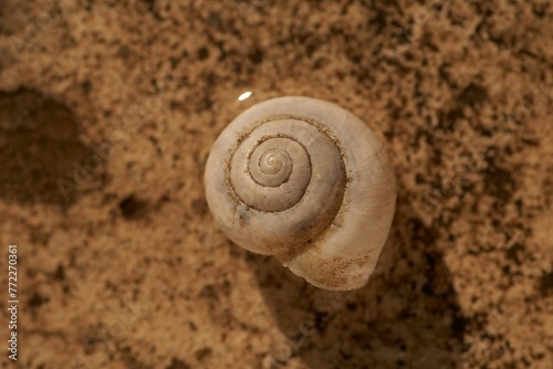closeup shot of a large snail shell against a sandy background in natural daylight