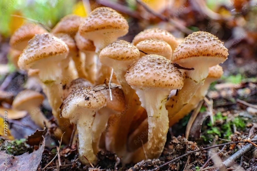 some mushrooms are in the ground and some leaves are on the ground some mushrooms are in the ground and some leaves are on the ground