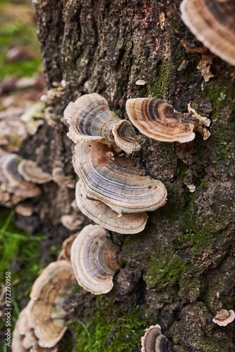 Close-up image of a variety of turkey tail mushrooms growing on a mossy tree stump in a lush forest