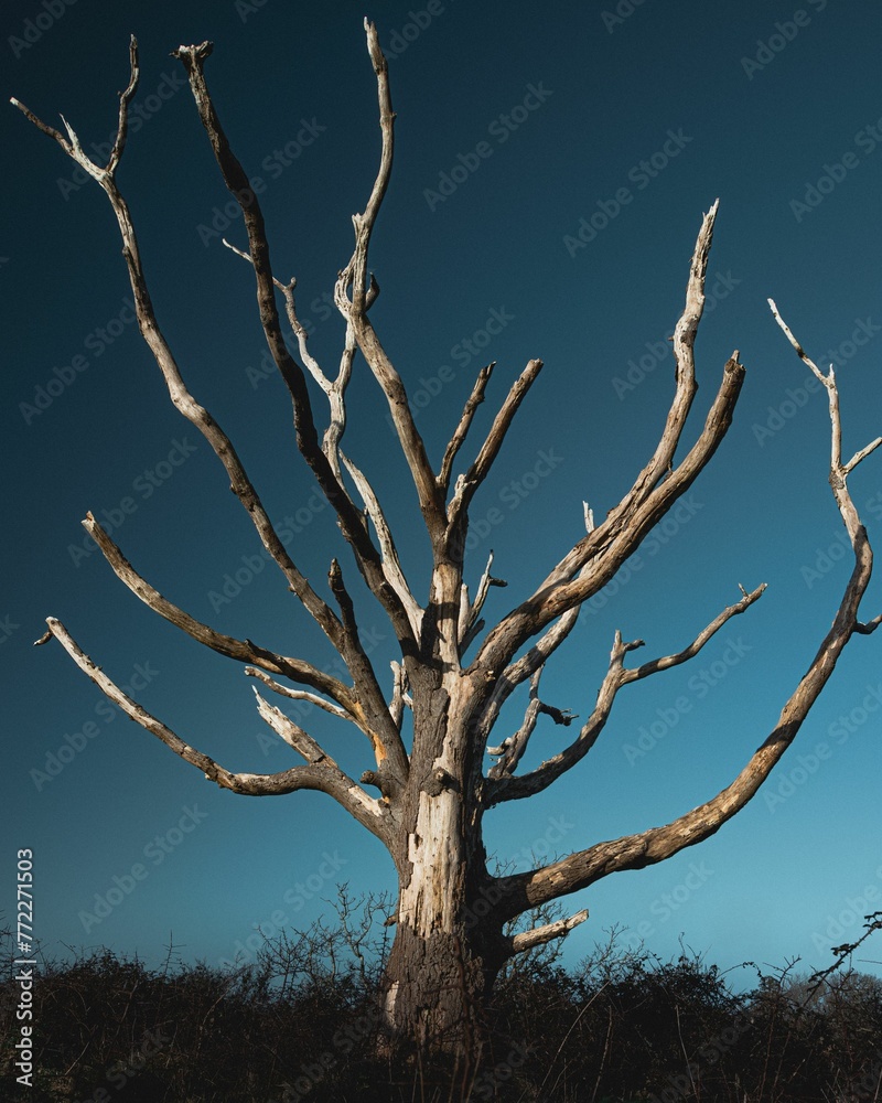 Dead tree standing alone in a grassy field, surrounded by overgrowth Dead tree standing alone in a grassy field, surrounded by overgrowth