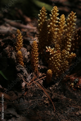 Closeup of blooming Broomrapes plants nestled in the soil