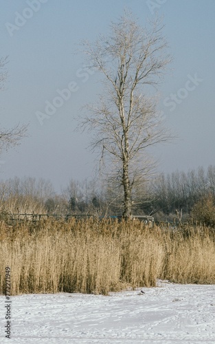 Wallpaper Mural Vertical shot of wild dry reeds and a bare tree on a snowy field Torontodigital.ca