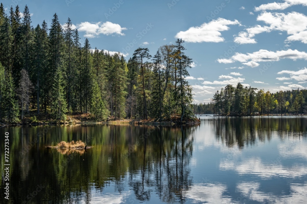 Scenic view of a tranquil lake surrounded by lush pine trees