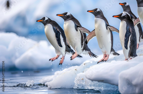 The penguins jumping from an ice floe into the sea