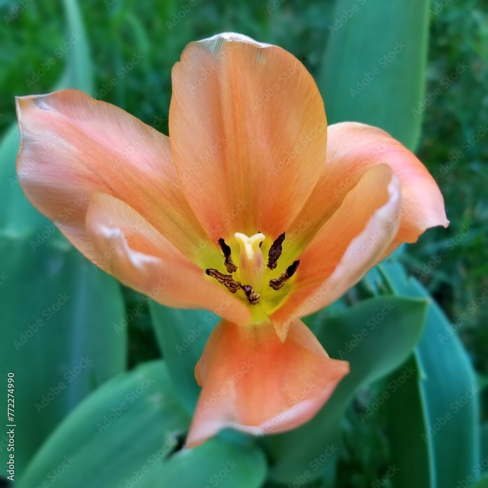 Fototapeta premium Natural coral peach tulip in the garden, closeup