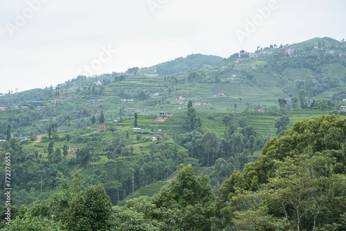 Scenic view of a green hillside with tall lush green  trees, in Nepal