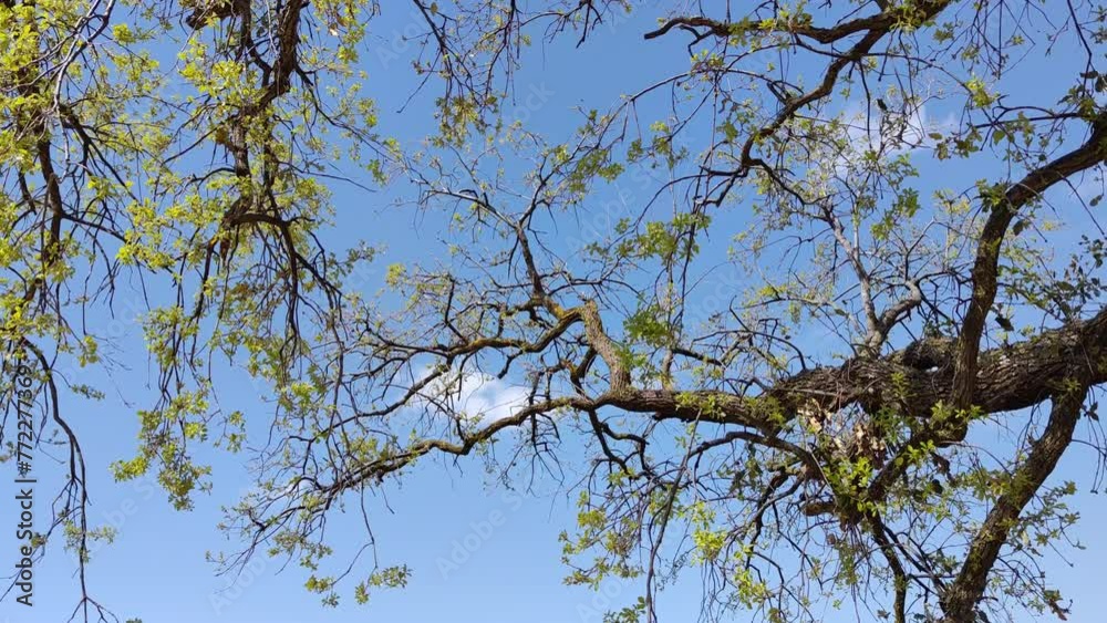 Yellow and green leaves moving in the breeze with clouds in the sky in the background Yellow and green leaves moving in the breeze with clouds in the sky in the background