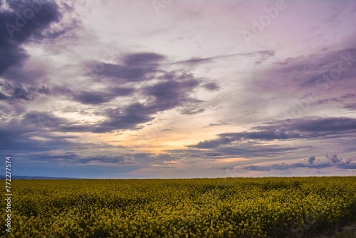 Beautiful landscape featuring an open field of vibrant flowers basking in the warm glow of sunset
