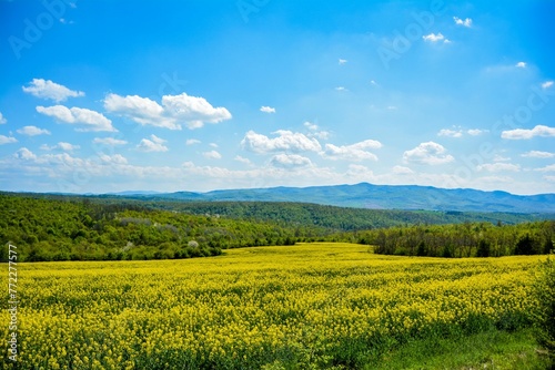 Beautiful view of a grassy landscape with many trees on a bright sky background