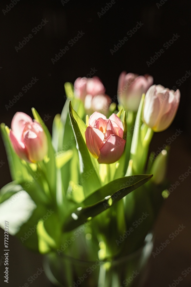 Fototapeta premium Pink tulips in a vase