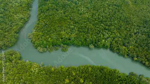 beautiful mountain natural green field wetlands of forest in the wild forest mountain ,Clean Air natural fresh Air concept. Forest lake Rainforest ecosystem mangrove trees.