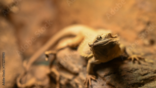 lizard on the stone