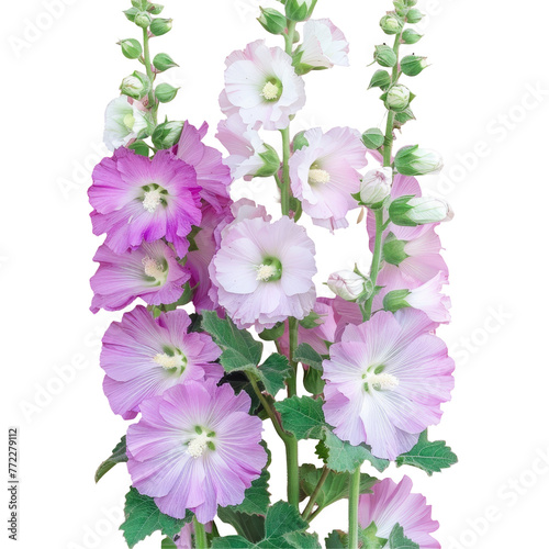 Vibrant pink and white flowers contrast beautifully against a transparent background