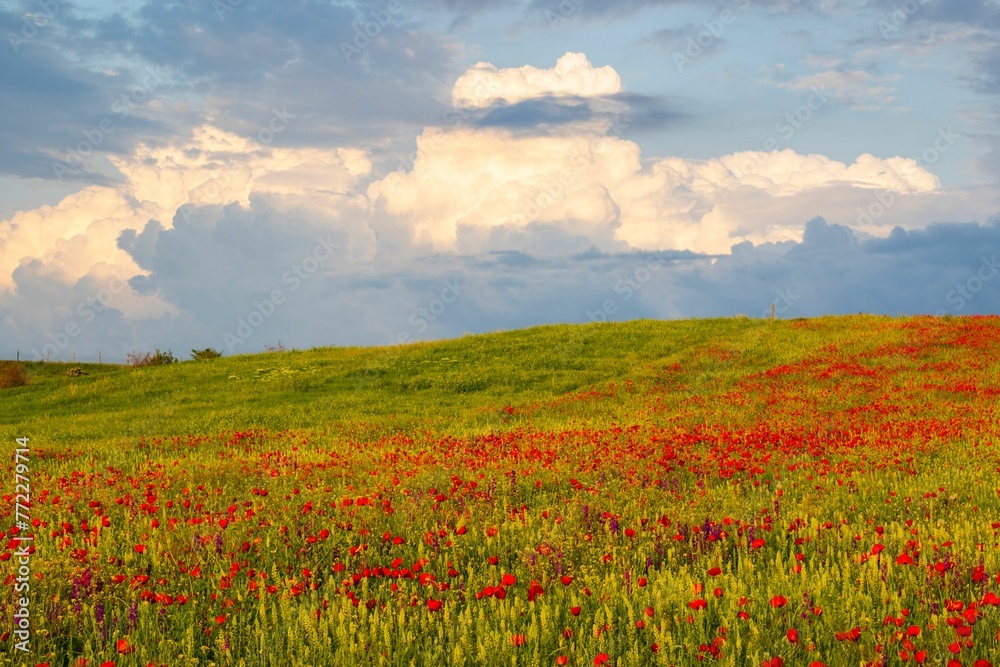 Scenic view of red poppy flowers in a green field on a sunny day Scenic view of red poppy flowers in a green field on a sunny day