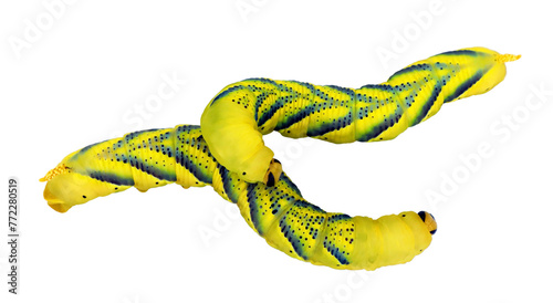 Quadro su tela Caterpillar larvae of butterfly moth dead head Acherontia atropos isolated on tr