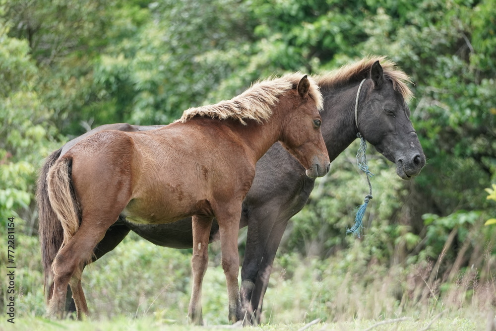 A pair of black horses on the grass. Two black horses stand side by side in a green meadow. Portrait of two horses in summer. Two beautiful horses outdoors