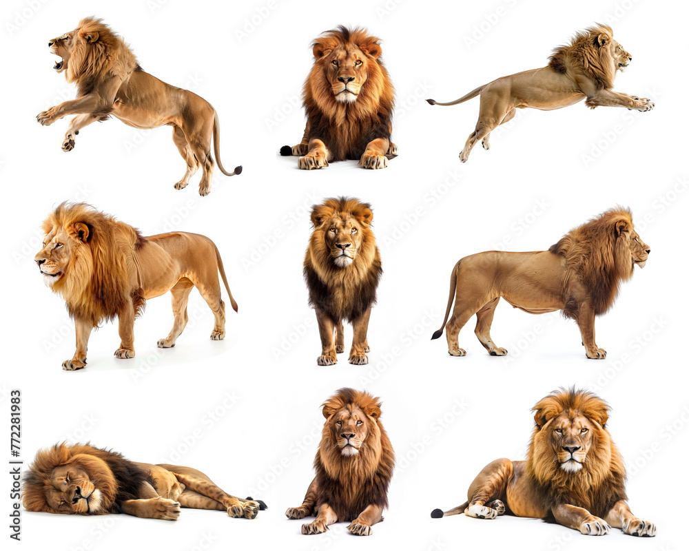 Obraz premium Collection of adult lion Isolated on white background.
