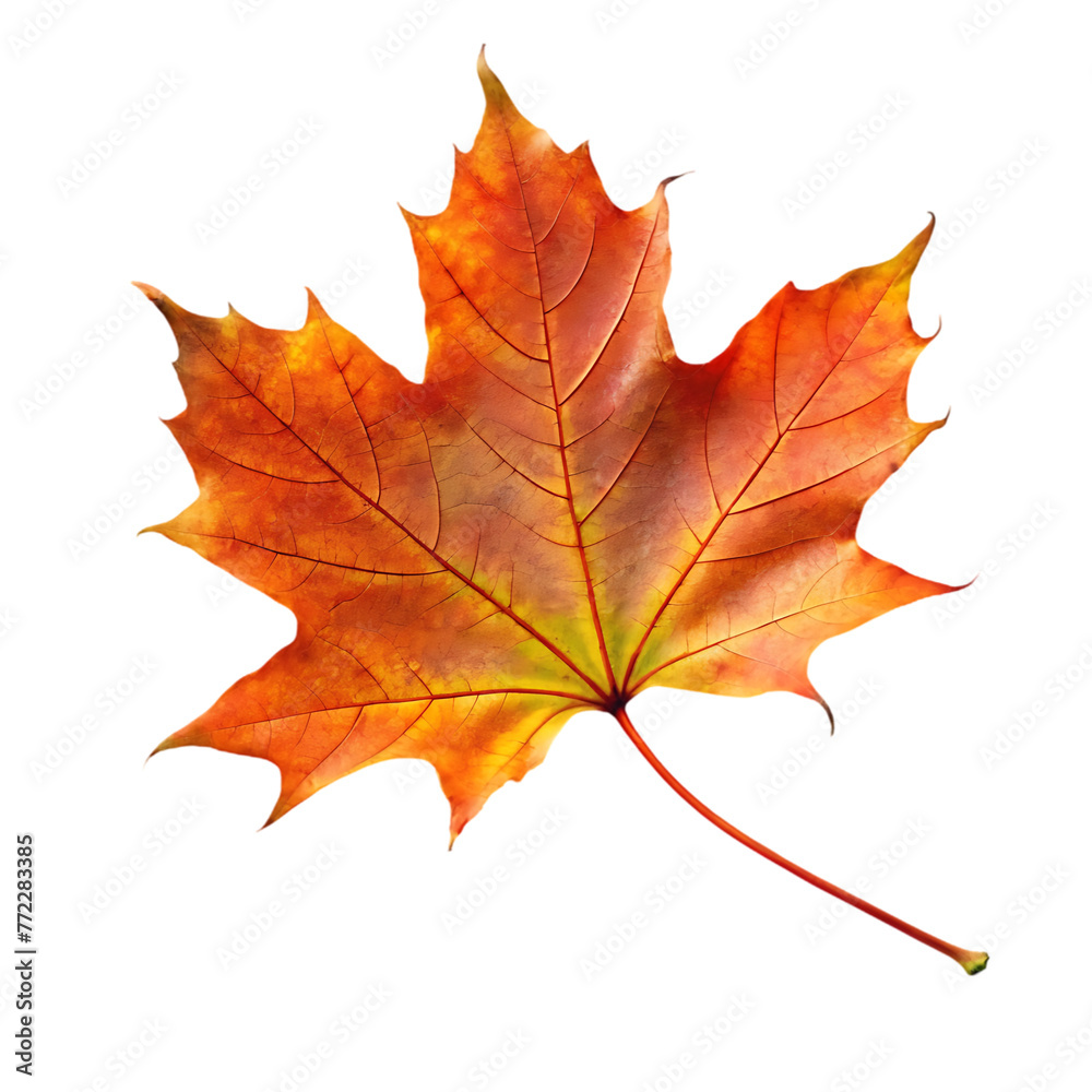 orange leaf in autumn isolated on transparent background orange leaf in autumn isolated on transparent background