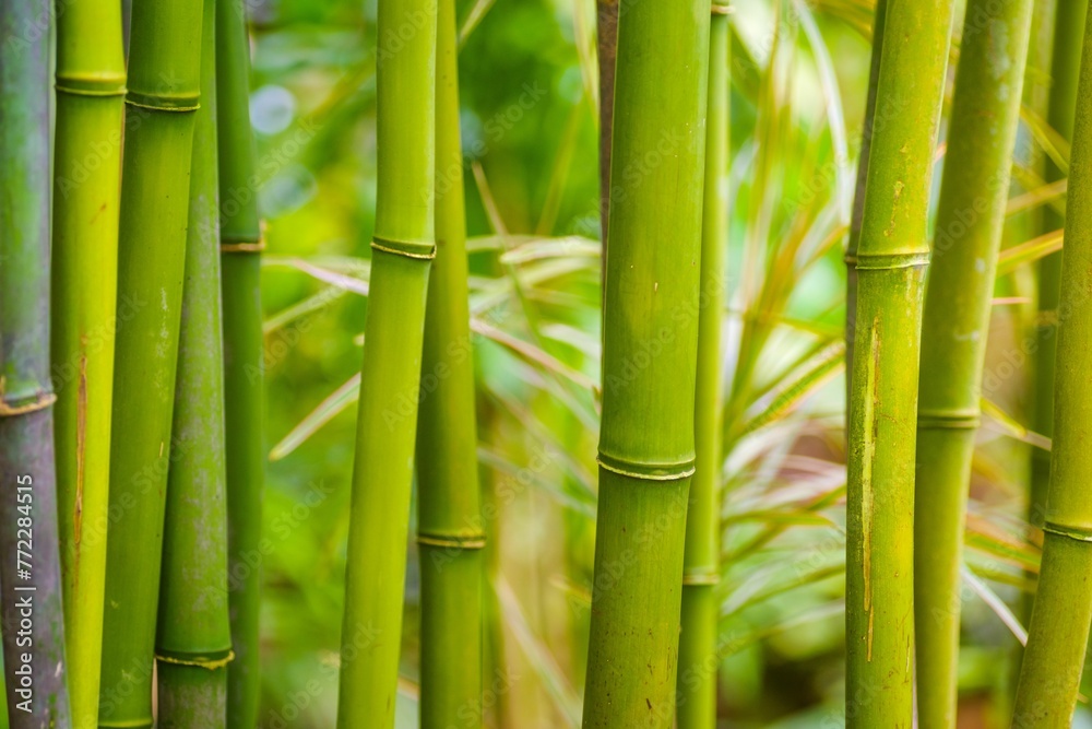 Fototapeta premium Idyllic garden with several large, vibrant green bamboo trees with the stems