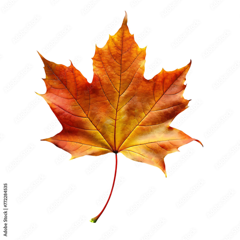 orange leaf in autumn isolated on transparent background