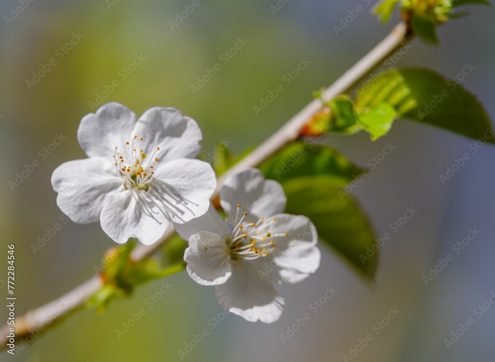 Closeup of a sweet cherry blossom in a garden with a blurry background Closeup of a sweet cherry blossom in a garden with a blurry background