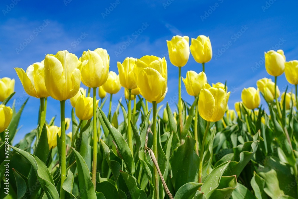 Fototapeta premium Closeup of bright yellow tulips in a garden on a sunny day