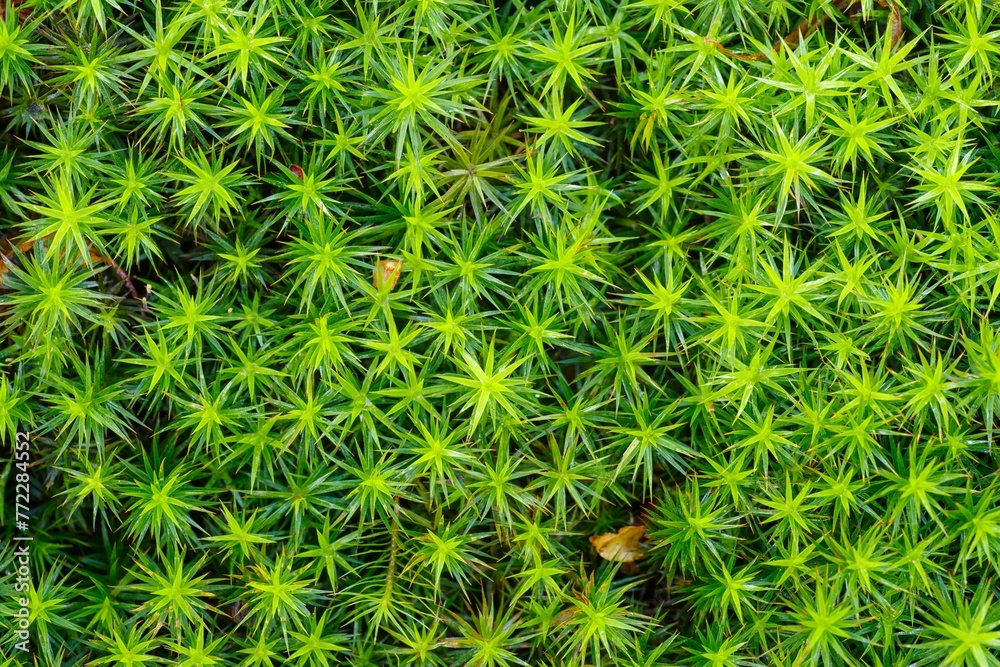 Top view of Japanese moss growing in a field Top view of Japanese moss growing in a field